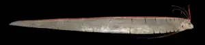Regalecus glesne, oarfish