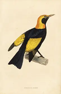 Regent bowerbird, Sericulus chrysocephalus