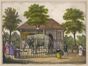 Regents Park Elephants