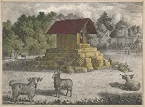 Remind Prints: Regents Park Goats