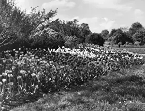 Regents Park Tulips