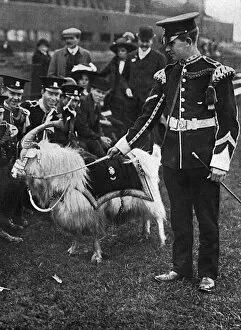 Goats Gallery: Regimental goat, mascot of the Welsh Regiment, WW1