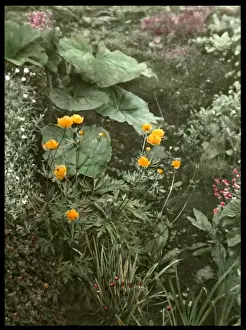 Detail of Reginald Malbys garden