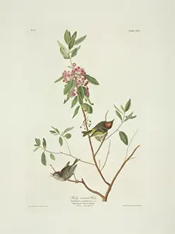 Regulus calendula, ruby-crowned kinglet