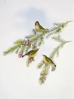Regulus cristatus, goldcrest