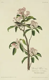 Audubon Prints: Regulus cuvieri, Cuviers kinglet