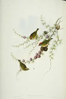 Firecrest Prints: Regulus ignicapilla, firecrest