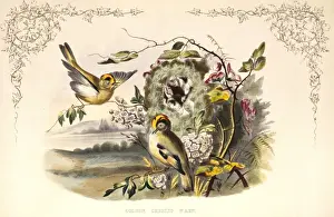 Lichen Prints: Regulus regulus, goldcrest