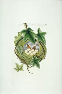 Asterid Collection: Regulus regulus, goldcrest nest and eggs