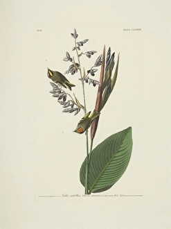 Regulus satrapa, golden-crowned kinglet