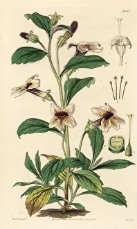 Rehmannia glutinosa