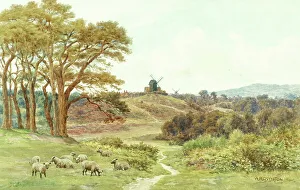Reigate Heath, Surrey Hills
