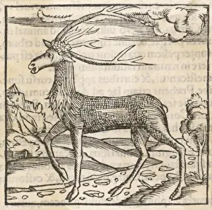 1553 Prints: Reindeer 1553