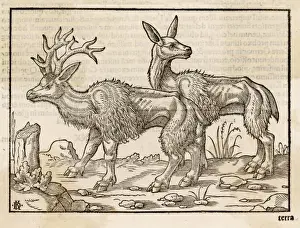 Reindeer 1553