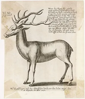 Deer Collection: Reindeer 1597