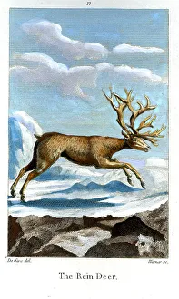 Warner Prints: Reindeer