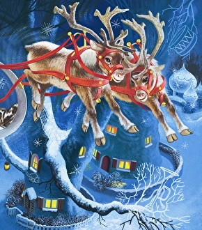 Images Dated 19th July 2006: Reindeer