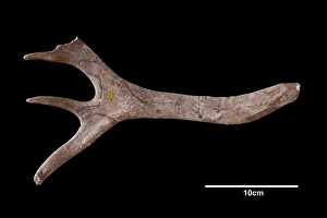 Images Dated 2nd September 2009: Reindeer antler from Neschers