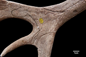 Images Dated 2nd September 2009: Reindeer antler from Neschers