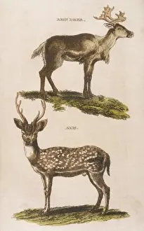 Axis Prints: Reindeer Axis Deer 1814