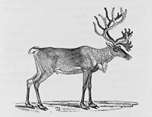 Cervus Prints: Reindeer (Bewick)