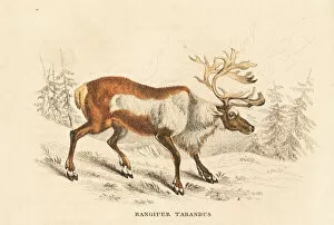 Naturhistorischer Gallery: Reindeer or caribou, Rangifer tarandus