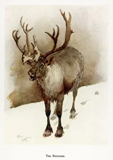 Deer Collection: Reindeer / Cecil Aldin