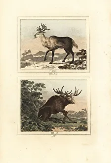 James Smith Barr Prints: Reindeer and elk