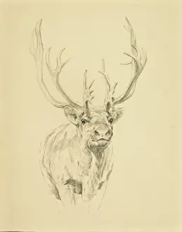 Sheppard Prints: Reindeer with impressive antlers
