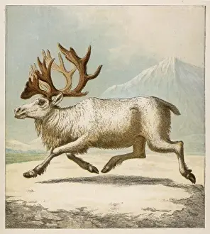 Reindeer / Kronheim