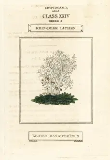 Duppa Prints: Reindeer lichen, Lichen rangiferinus