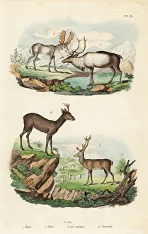 Alces Gallery: Reindeer, moose, red deer and roe deer