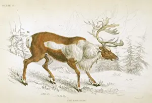 Reindeer / Naturalist s