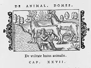 Milked Prints: Reindeer / Olaus / Milking