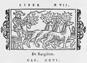 Olaus Prints: Reindeer / Olaus / Riding
