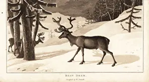 Herd Prints: Reindeer, Rangifer tarandus, in a snow-covered landscape
