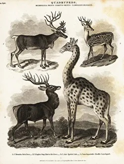 Giraffe Prints: Reindeer, red deer, axis deer and giraffe