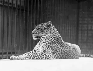Lounging Prints: Relaxed Leopard