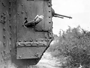 Carrier Collection: Releasing carrier pigeon from tank, France, WW1