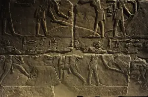 Relief depicting a phases of harvesting. Egypt