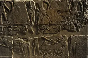 Harvesting Prints: Relief depicting a phases of harvesting. Egypt