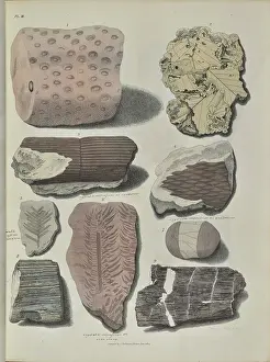 Surgeon Prints: Remains of fossil plants