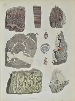 Surgeon Prints: Remains of fossil plants
