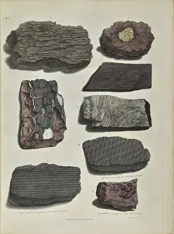 Remains of fossil plants, including fossil wood and bark