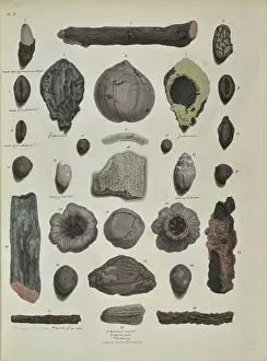 Surgeon Prints: Remains of fossil plants, including twigs and nuts