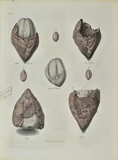 Surgeon Prints: Remains of fossil plants from the Isle of Sheppey
