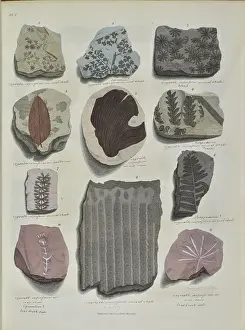 Surgeon Prints: Remains of fossil plants, mostly leaves