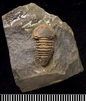 Planktonic Collection: Remopeurides, a fossil trilobite