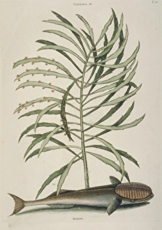Mark Catesby Collection: Remora remora, remora