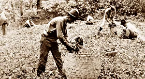 Removing tobacco plants from a bed at a plantation, Virginia